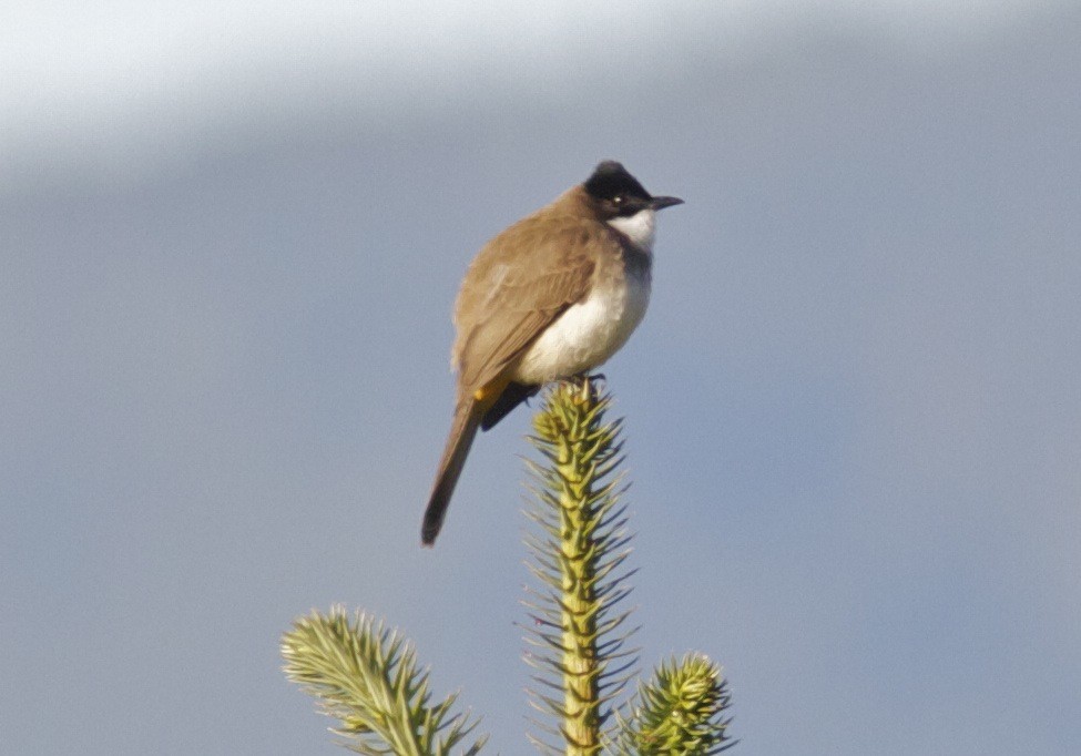 Brown-breasted Bulbul - ML204555521