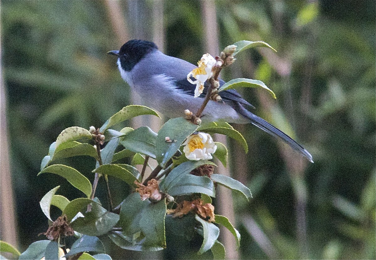 Sibia Cabecinegra (desgodinsi/tonkinensis) - ML204555561