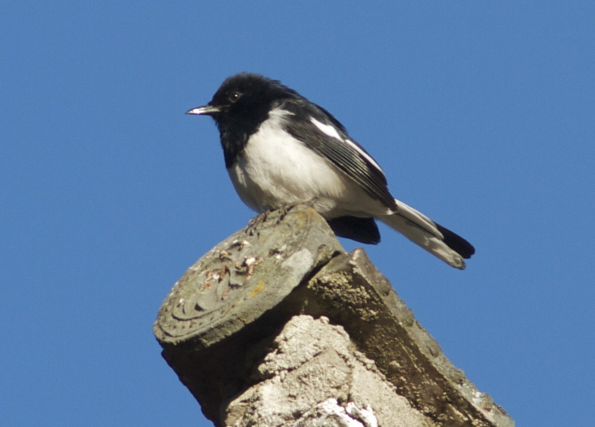 Oriental Magpie-Robin (Oriental) - ML204555591