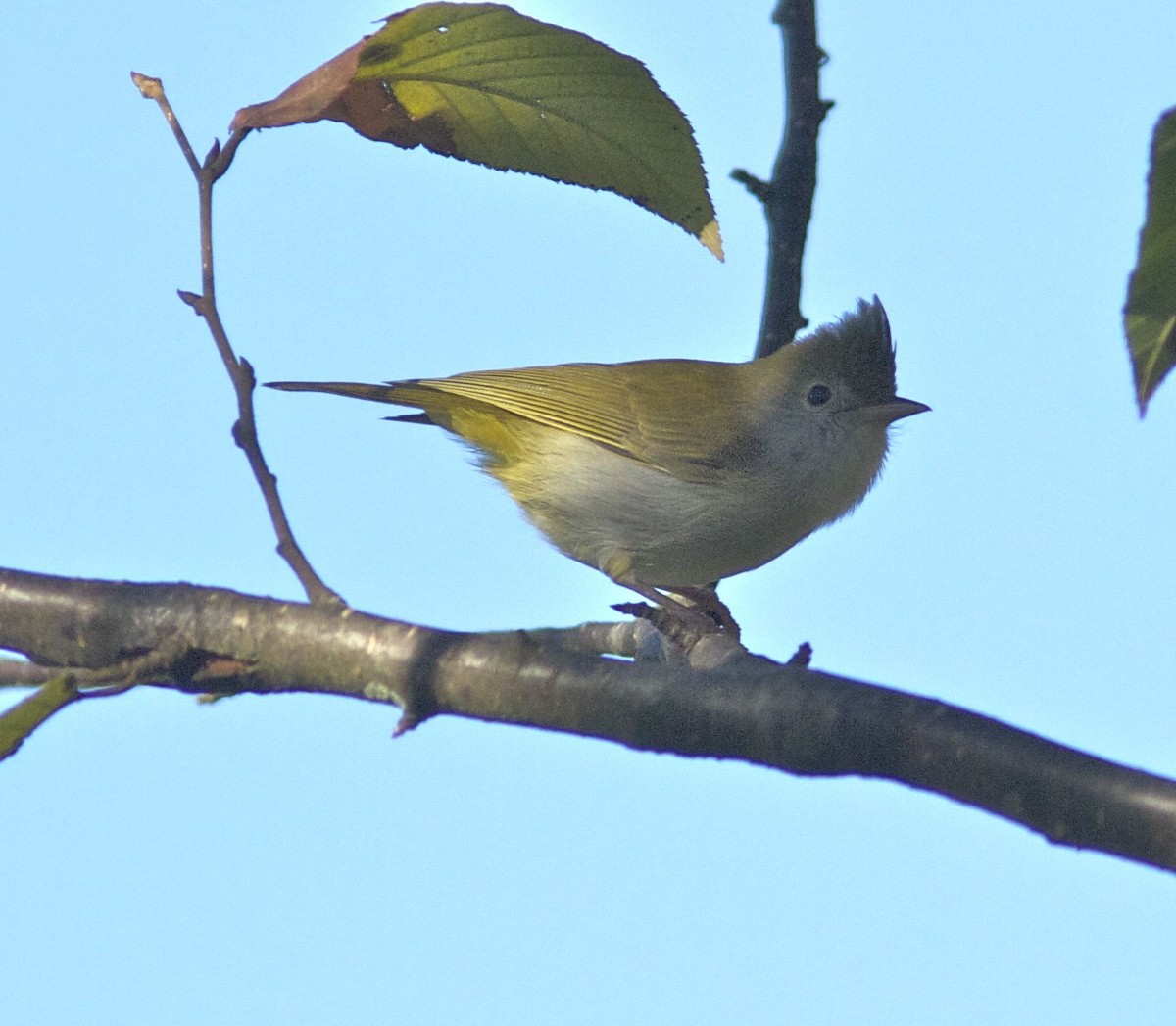 White-bellied Erpornis - ML204555801