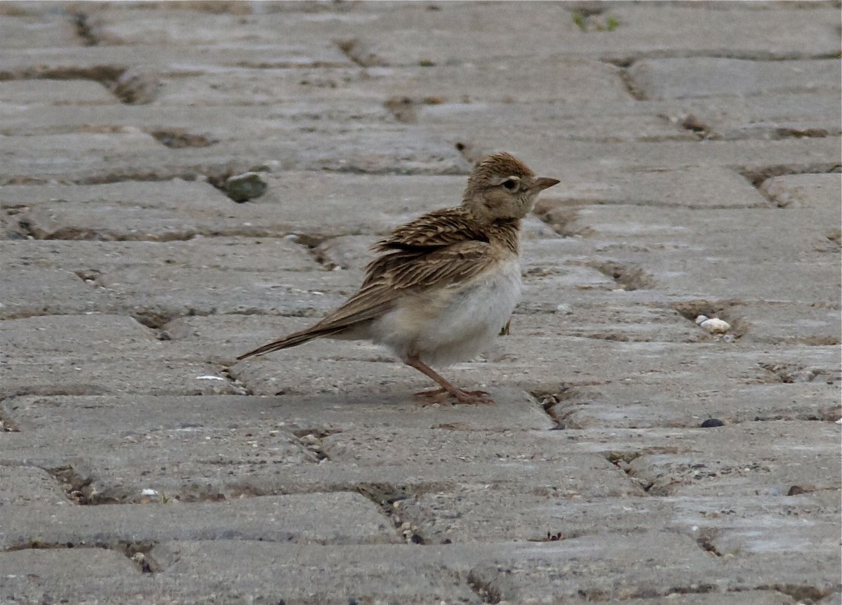 Greater Short-toed Lark - Ken Havard