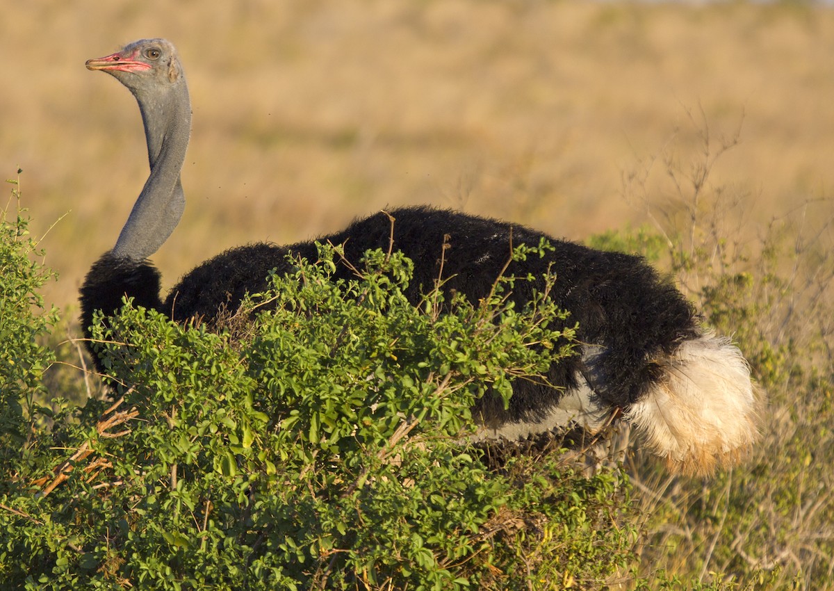 Somali Ostrich - ML204556681