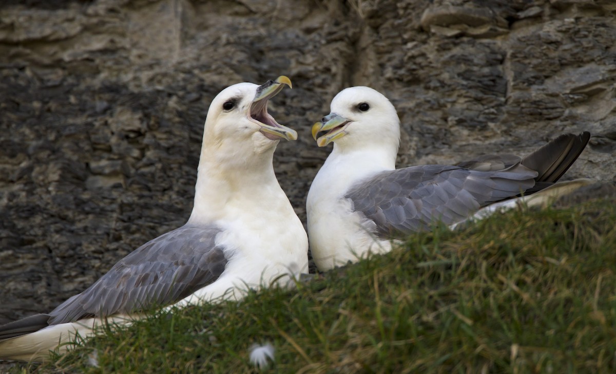 Northern Fulmar - Marco Valentini