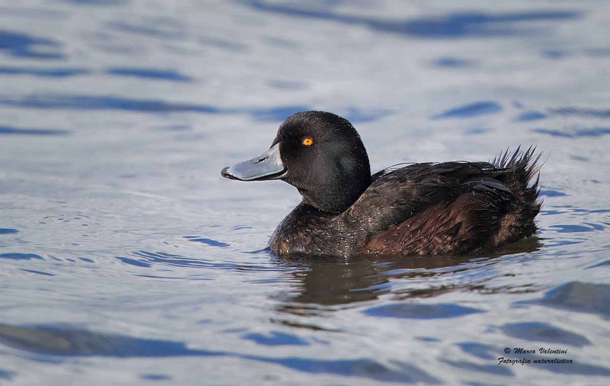 New Zealand Scaup - ML204557381