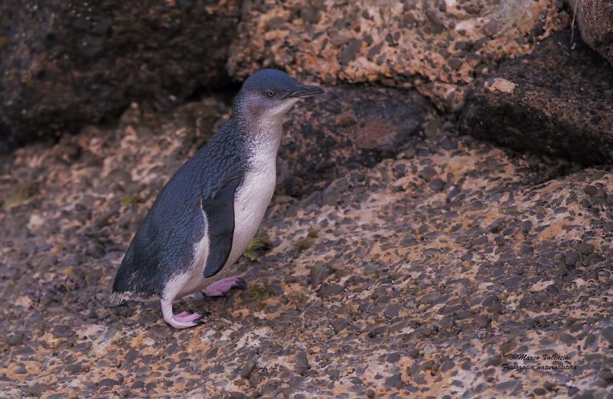 Little Penguin - Marco Valentini