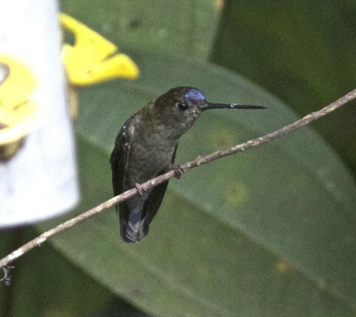kolibřík modročelý - ML204558141