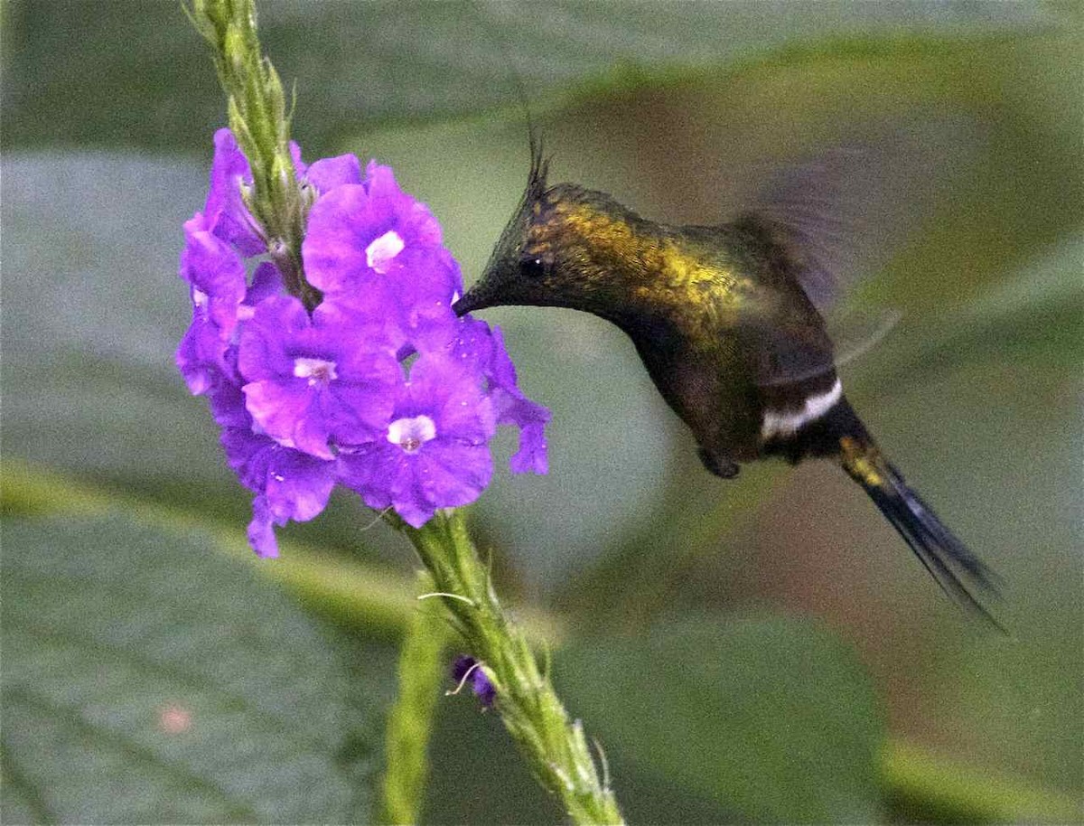 kolibřík ostrochocholatý - ML204558181