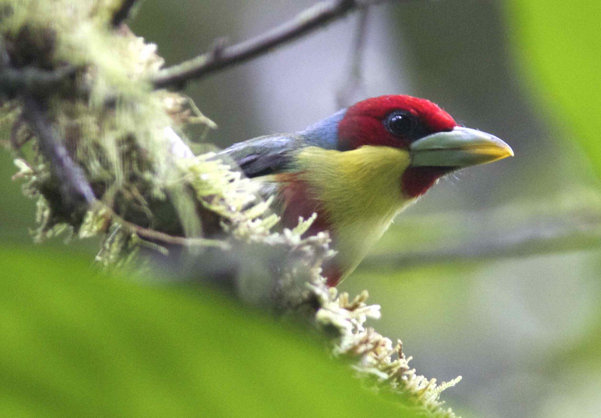 Versicolored Barbet (Blue-cowled) - Ken Havard