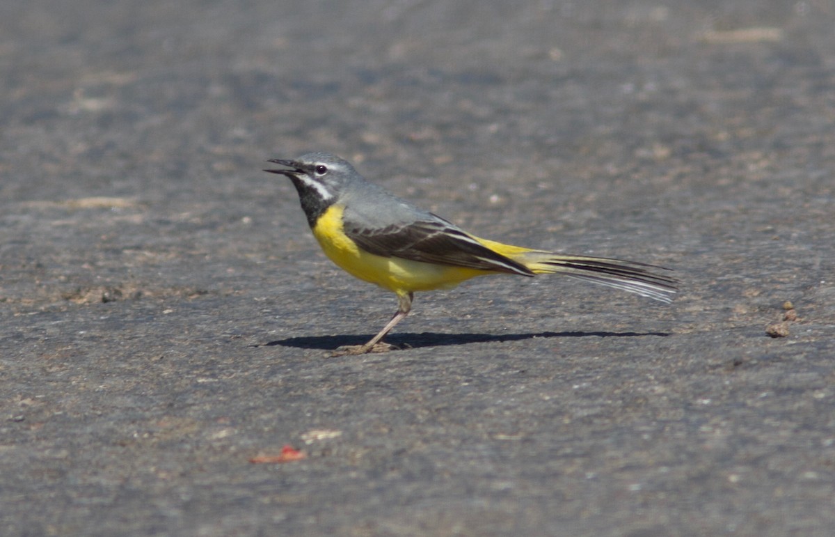 Gray Wagtail - Ken Havard