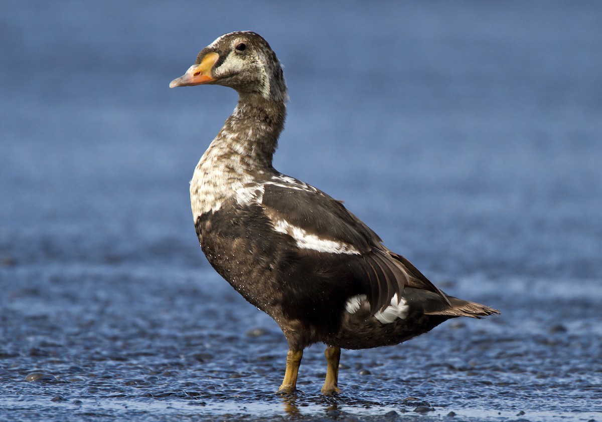 King Eider - Marco Valentini