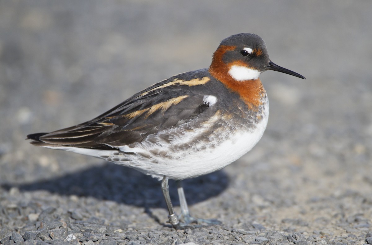 Red-necked Phalarope - ML204559561