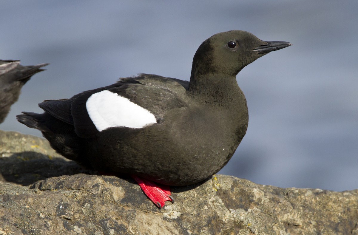 Black Guillemot - Marco Valentini