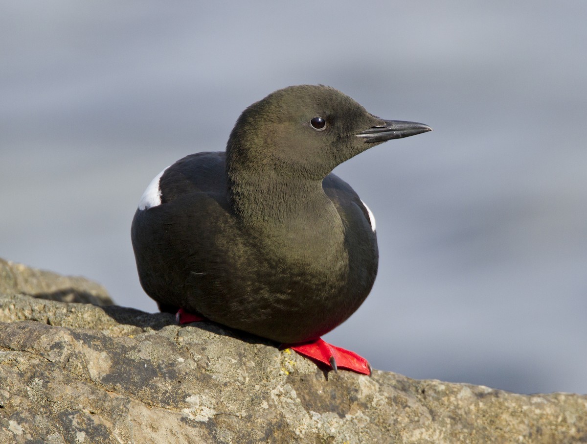 Black Guillemot - ML204559641