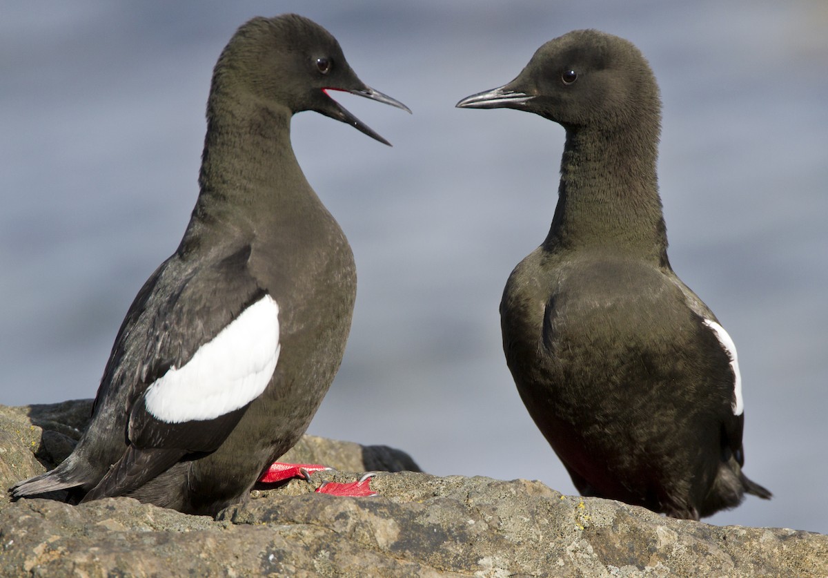 Black Guillemot - ML204559651