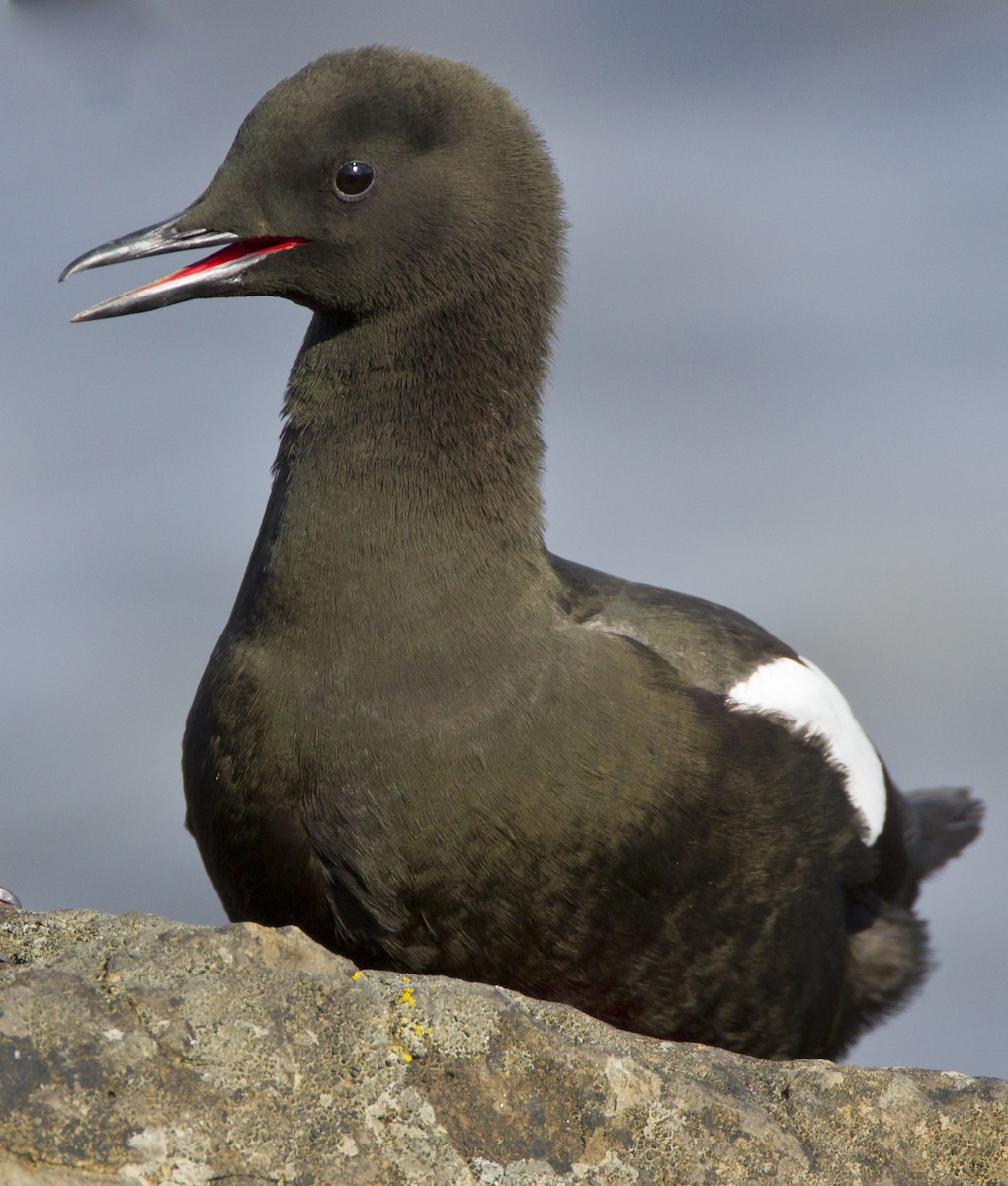 Black Guillemot - ML204559661