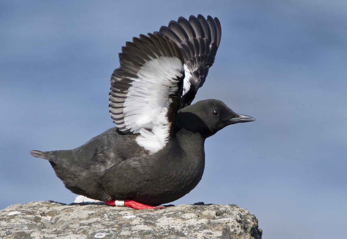 Black Guillemot - ML204559671