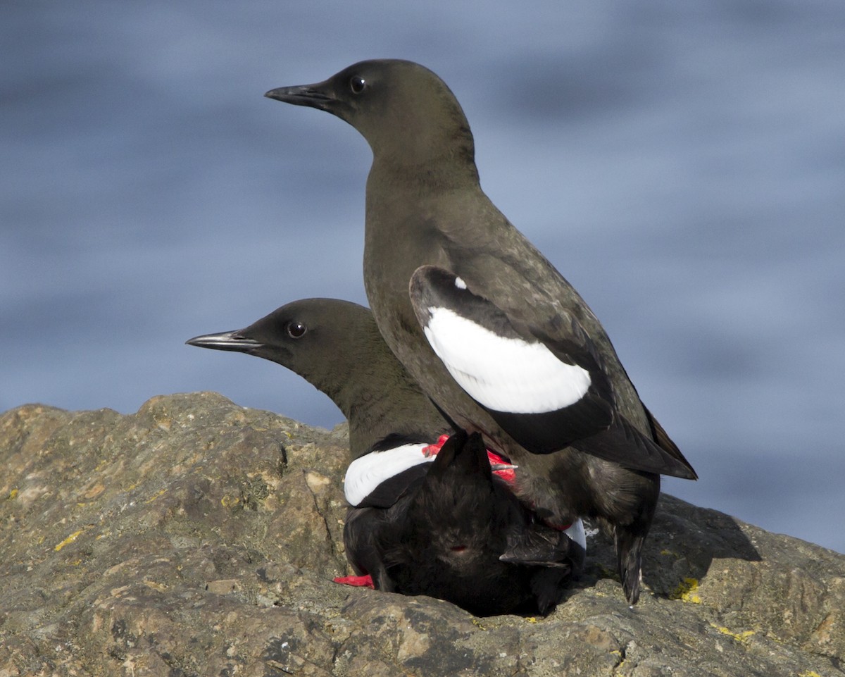 Black Guillemot - ML204559681