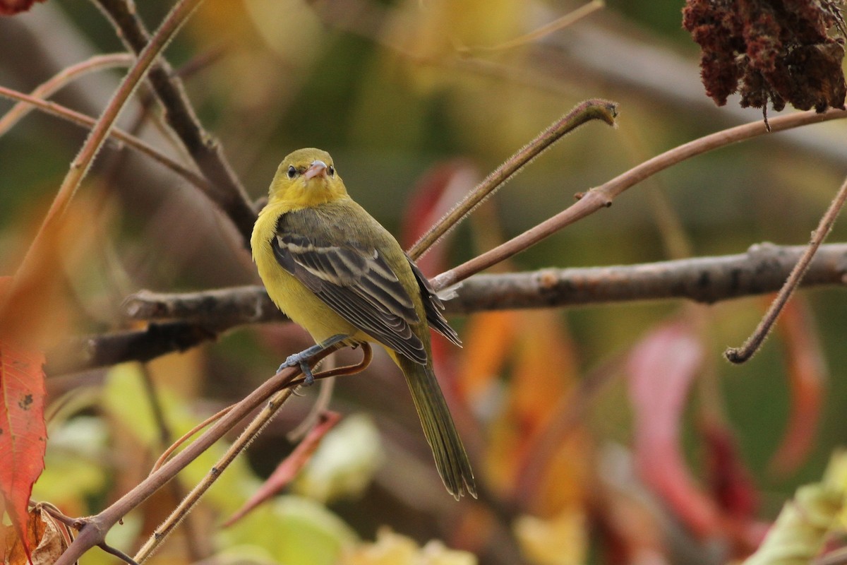 Orchard Oriole - ML20455971