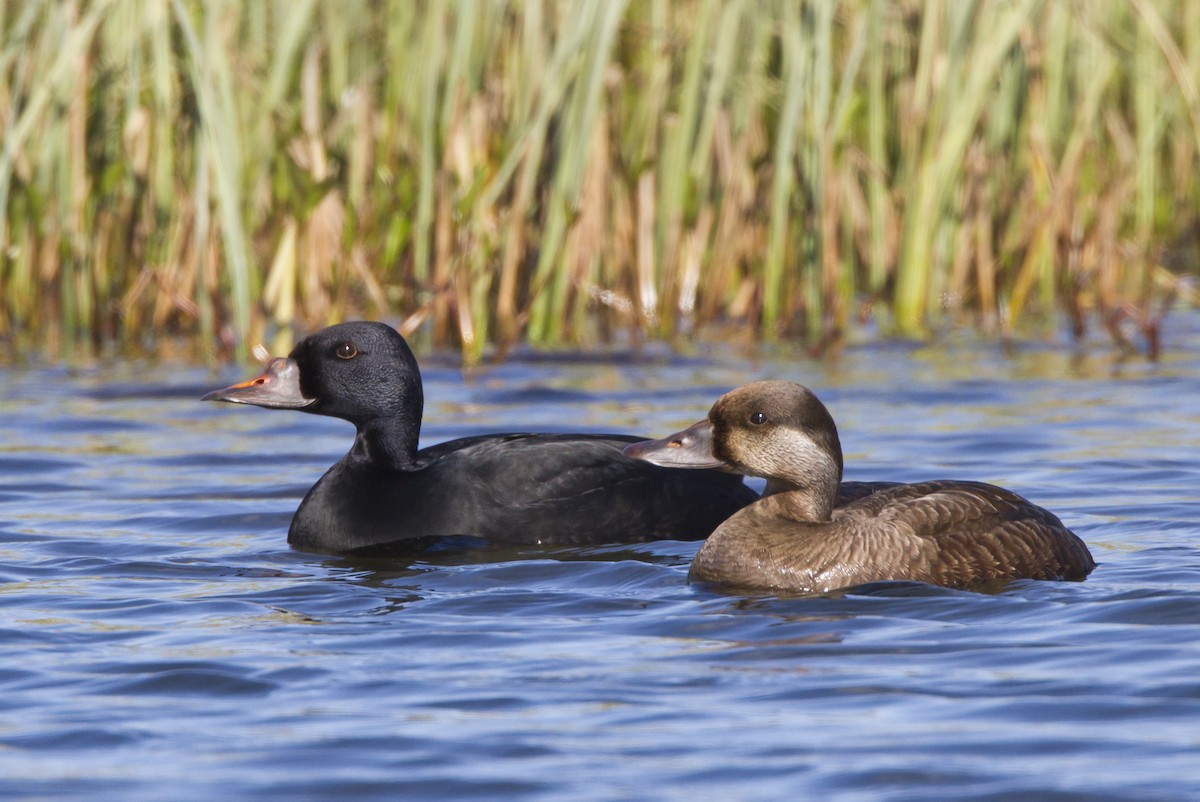 Common Scoter - ML204559751