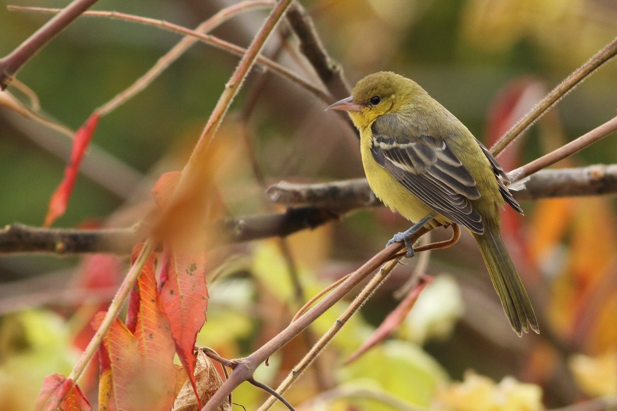 Orchard Oriole - Evan Lipton