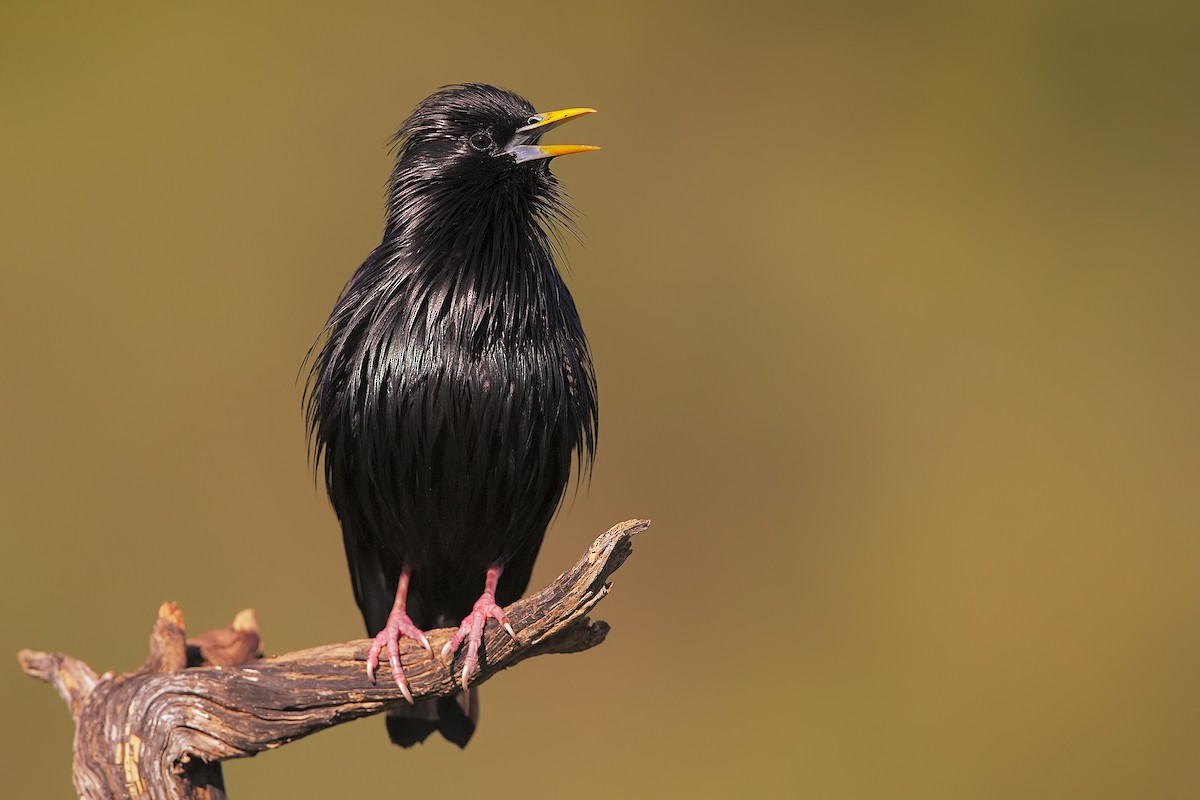 Spotless Starling - ML204560011