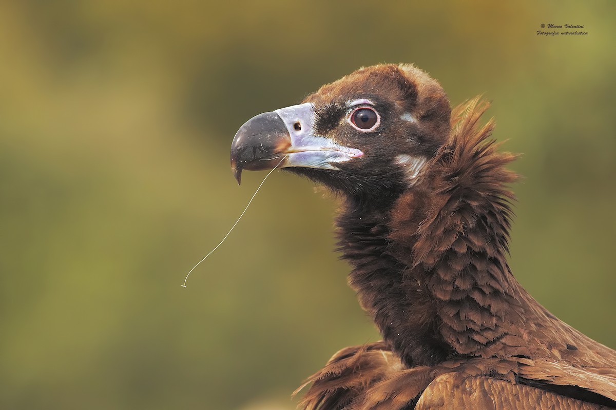 Cinereous Vulture - ML204560261