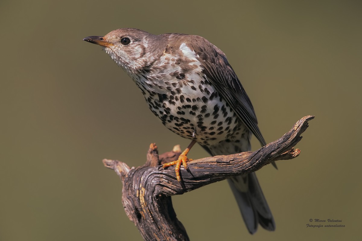 Mistle Thrush - ML204560281