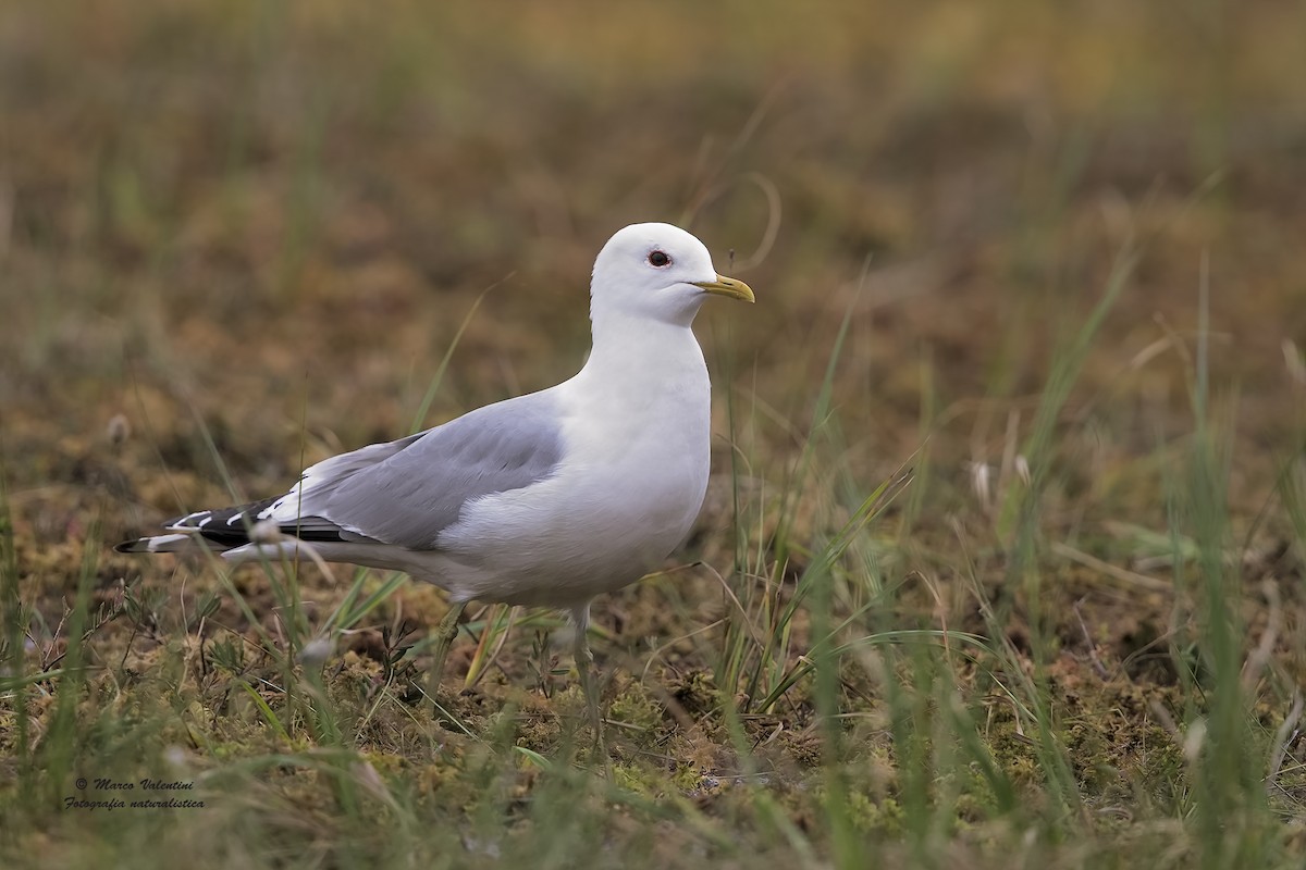 Common Gull - ML204560341