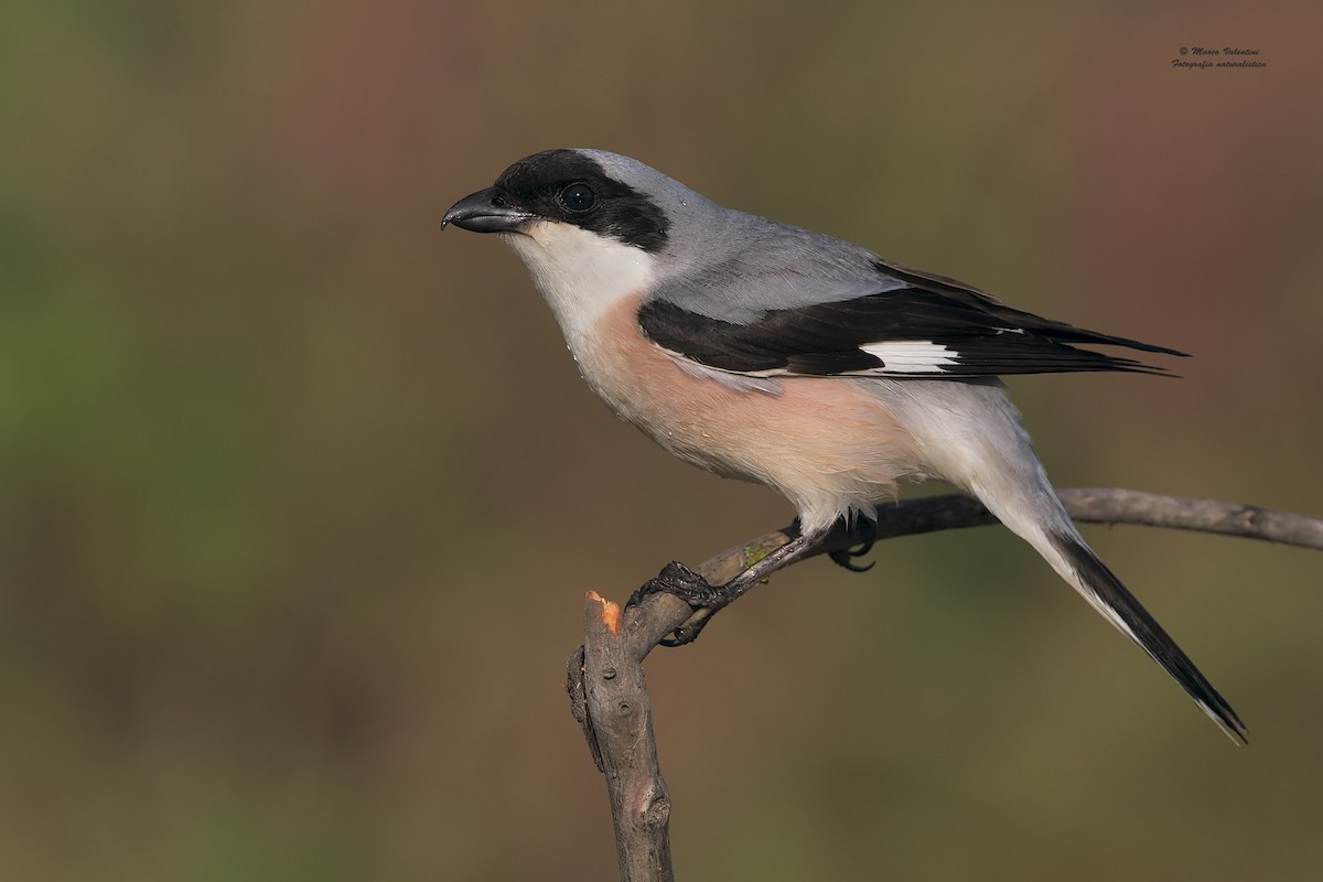 Lesser Gray Shrike - ML204560441