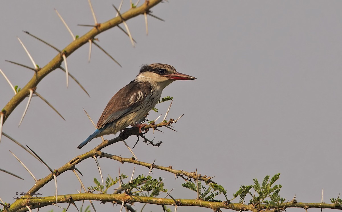 Striped Kingfisher - ML204560541