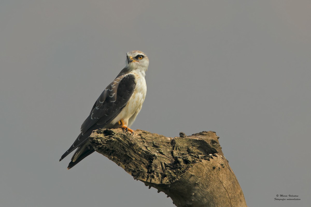 Black-winged Kite - ML204560551