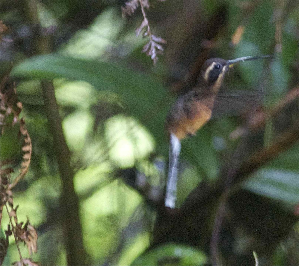 Black-throated Hermit - Ken Havard