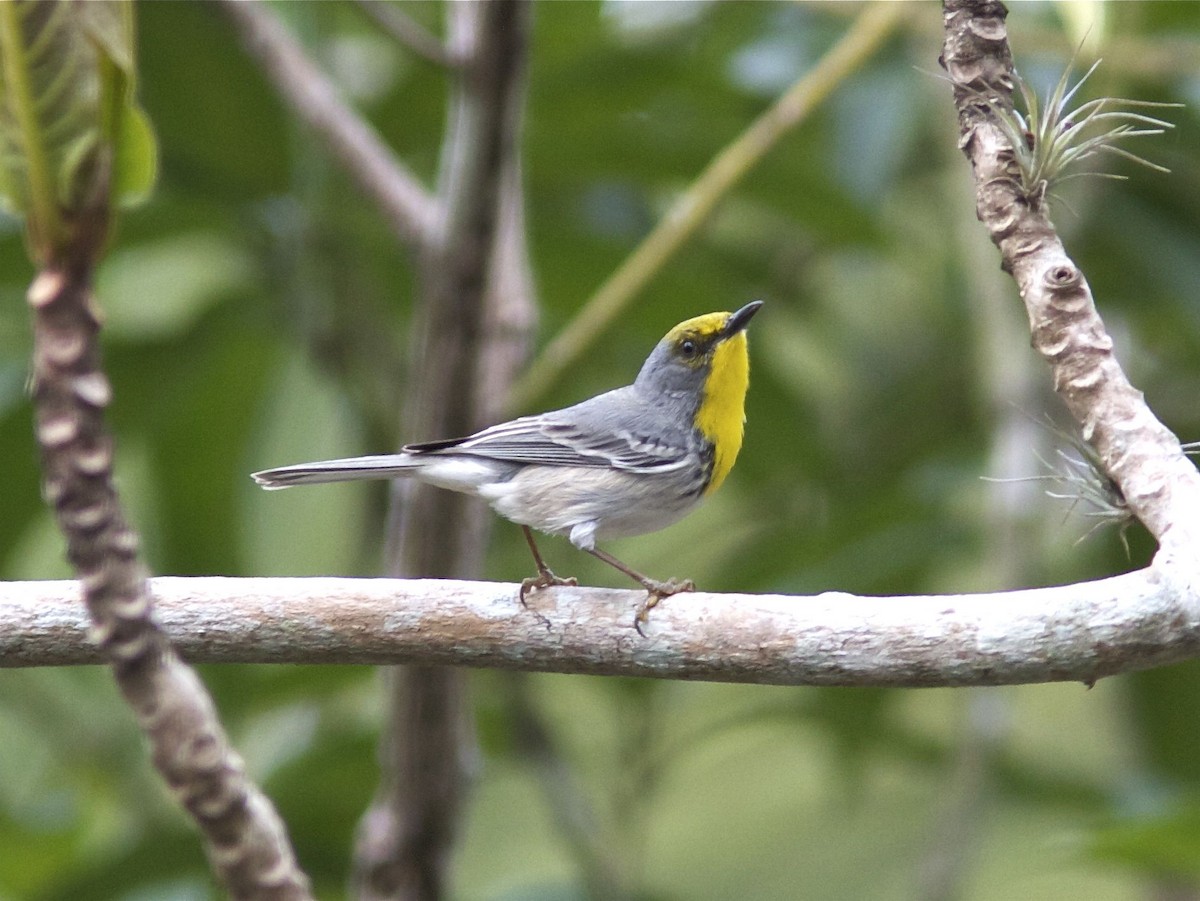 Olive-capped Warbler - Ken Havard