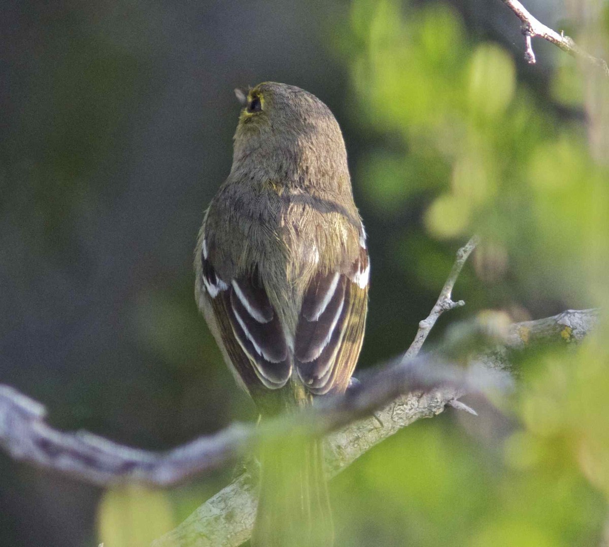 Thick-billed Vireo - ML204560701