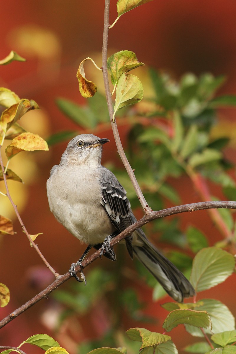 Northern Mockingbird - ML20456081