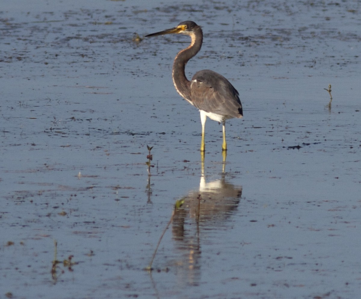 Tricolored Heron - ML204560831