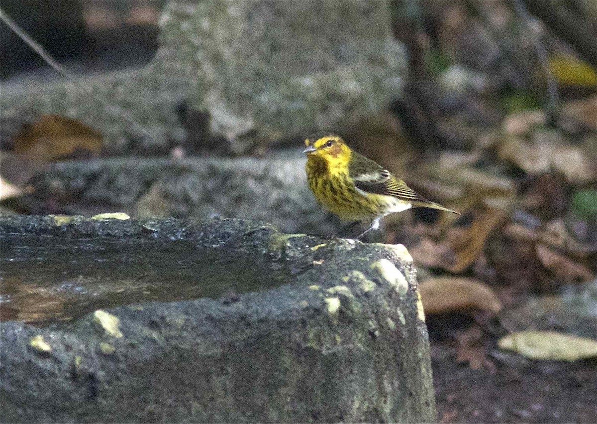 Cape May Warbler - ML204560881