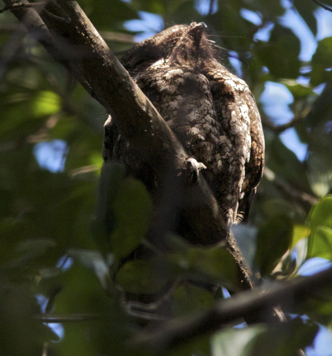 Cuban Nightjar - ML204561081