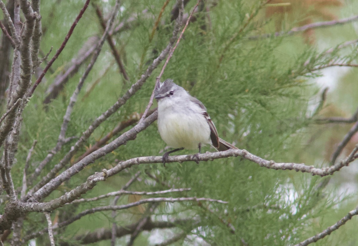 White-crested Tyrannulet (Sulphur-bellied) - ML204561231