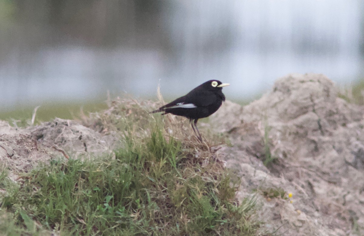 Spectacled Tyrant - ML204561311