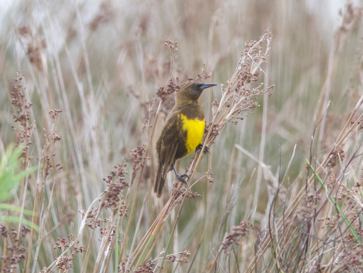 Brown-and-yellow Marshbird - Ken Havard