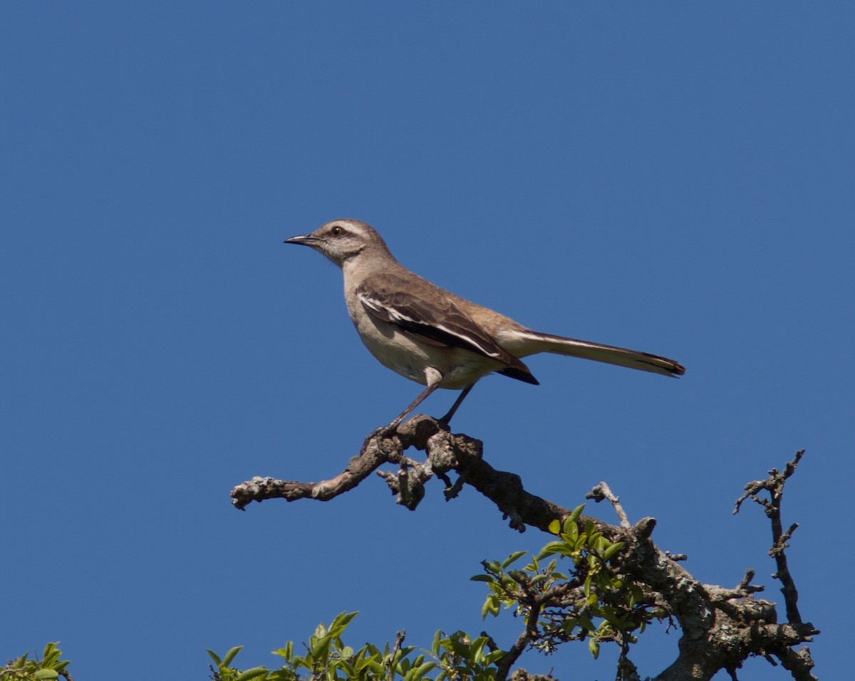 White-banded Mockingbird - ML204561411