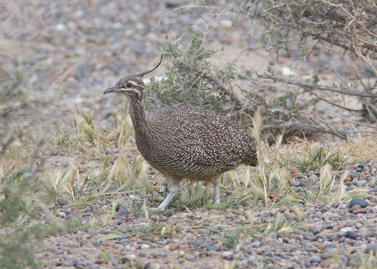 Elegant Crested-Tinamou - ML204561431