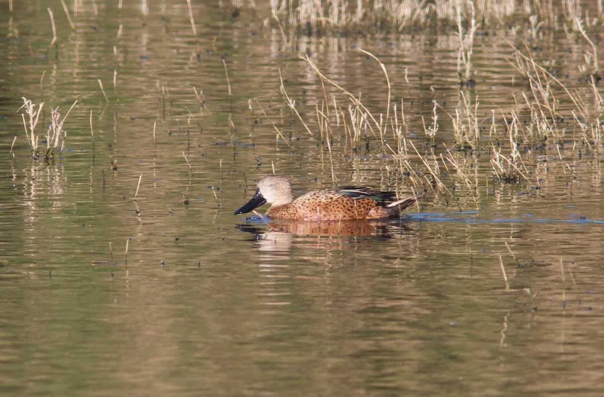 Canard spatule - ML204561451