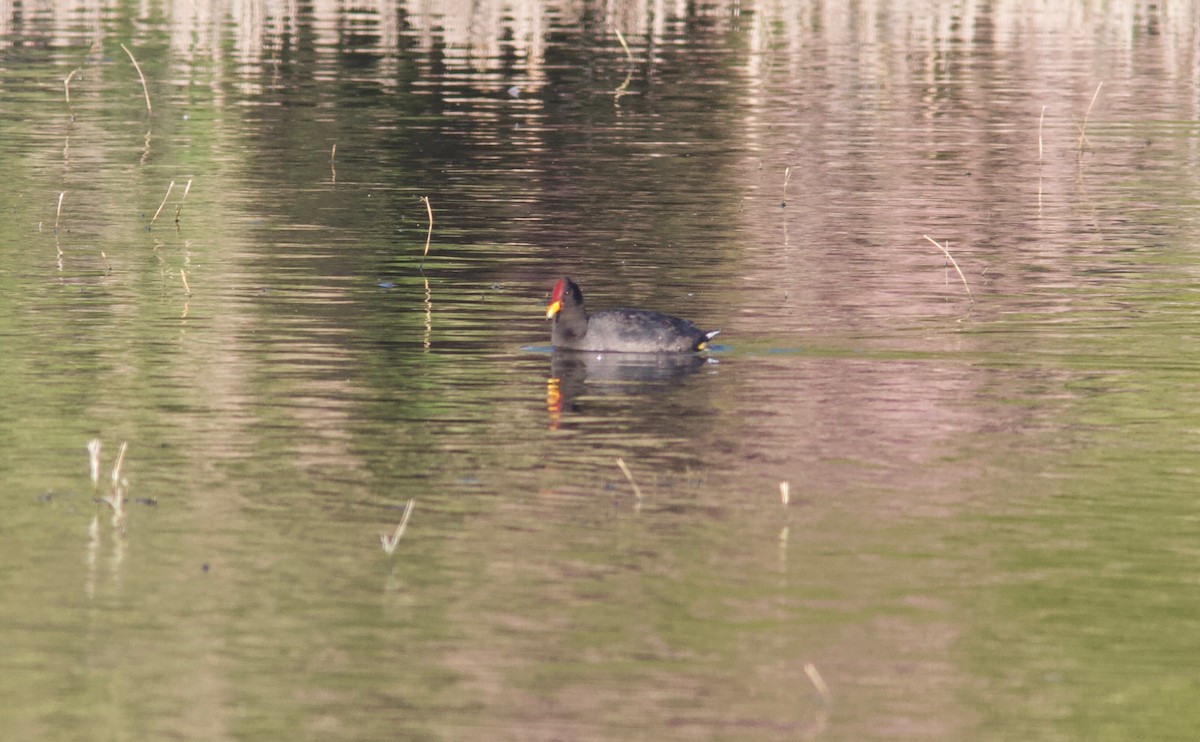 Foulque à front rouge - ML204561461