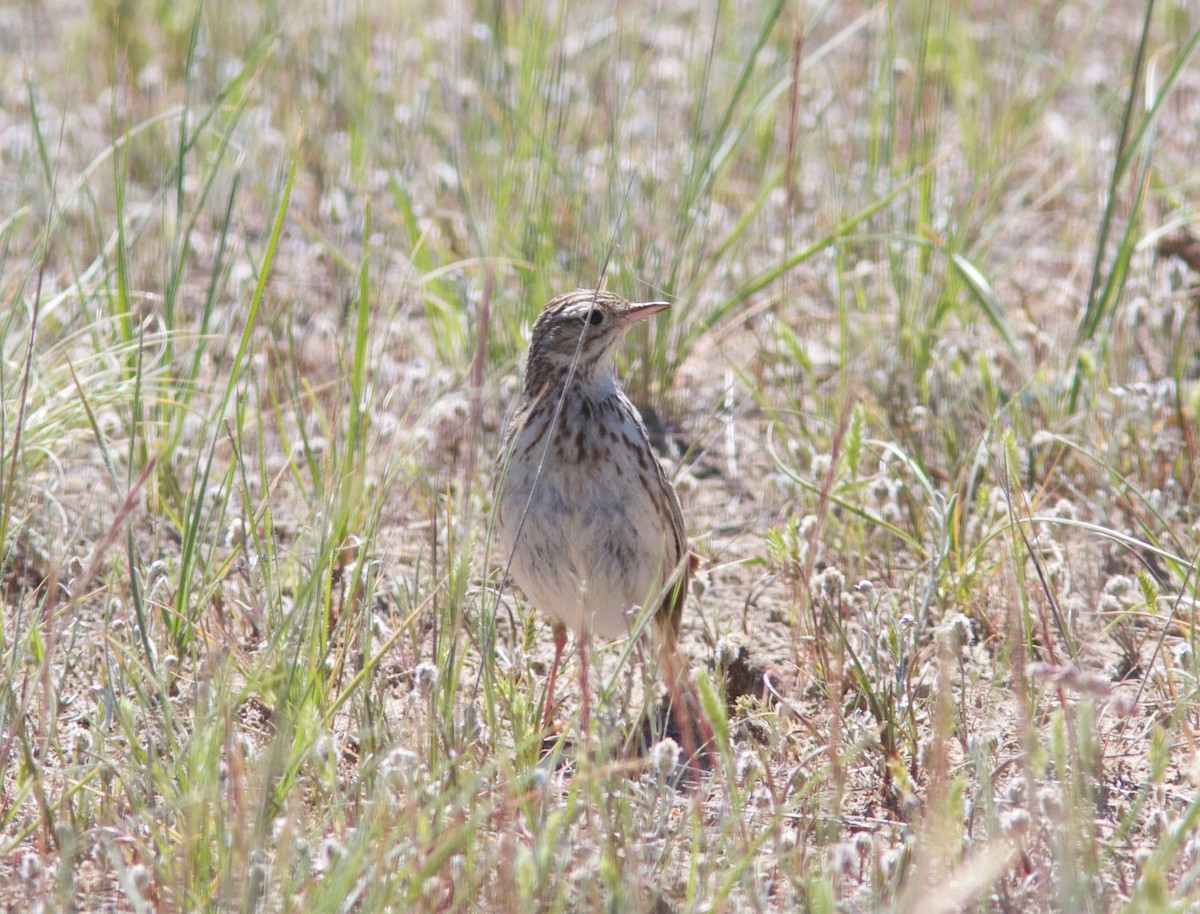 Short-billed Pipit - ML204561511