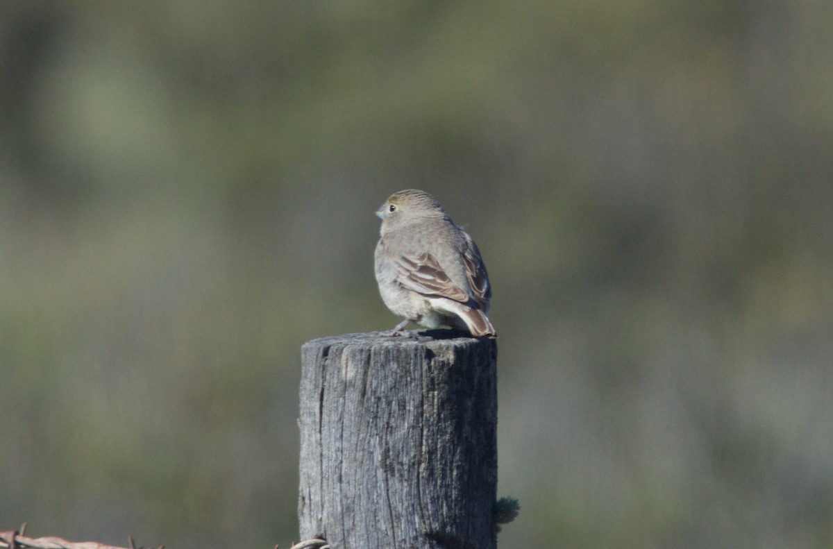 Patagonian Yellow-Finch - ML204561631