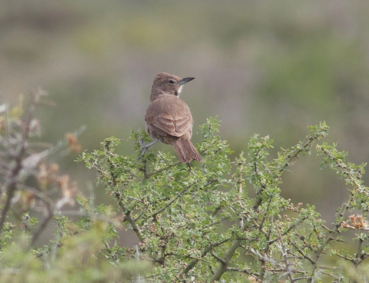 White-throated Cacholote - ML204561761