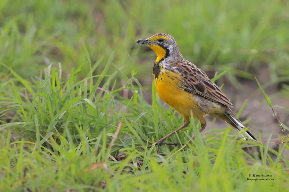 Yellow-throated Longclaw - ML204562481