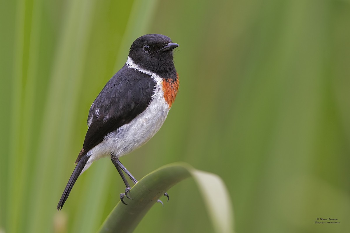 African Stonechat (African) - Marco Valentini